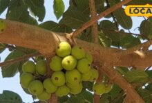 Amla Benefits: विटामिन C का खजाना है भगवान विष्णु का ये प्रिय फल, खाने से छूमंतर होगी पेट की बीमारी, रोशनी बढ़ाने में कारगर