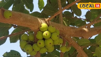 Amla Benefits: विटामिन C का खजाना है भगवान विष्णु का ये प्रिय फल, खाने से छूमंतर होगी पेट की बीमारी, रोशनी बढ़ाने में कारगर