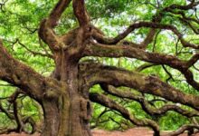 Tracing the Origins of Oaks: How Climate and Tectonic Changes Shaped Modern Trees