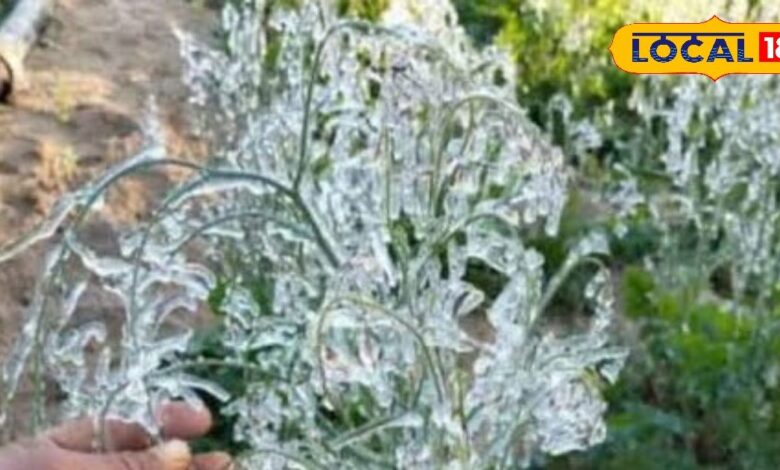 Agriculture Tips: किशनगढ़बास में पाला पड़ने से फसल का हुआ नुकसान, एक्सपर्ट्स ने दी इससे बचने की टिप्स!
