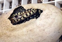 First Perentie Lizards Hatched at Los Angeles Zoo: A Major Breeding Milestone