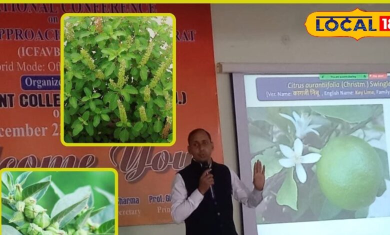 Ayurvedic Plant: साक्षात भगवान का वरदान है ये पौधा, मानव शरीर के लिए है अमृत, इससे जड़ से खत्म होगी सभी बीमारी