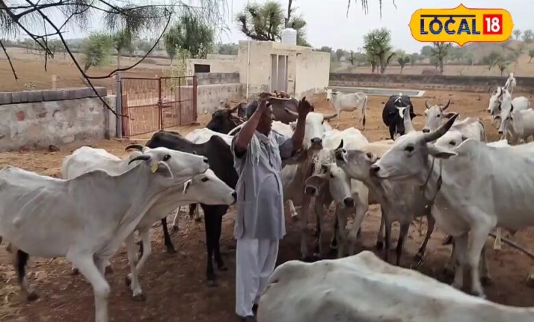 Churu News : दो गौशालाओं को फ्री में मिलेगी मशीन...गोबर से बनेगा ईधन, 8 रुपए किलो होगी बिक्री