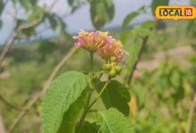 Health Benefits of Forest Basil plant How to consume Van Tulsi effective medicine for cold and respiratory problems