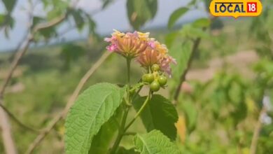 Health Benefits of Forest Basil plant How to consume Van Tulsi effective medicine for cold and respiratory problems