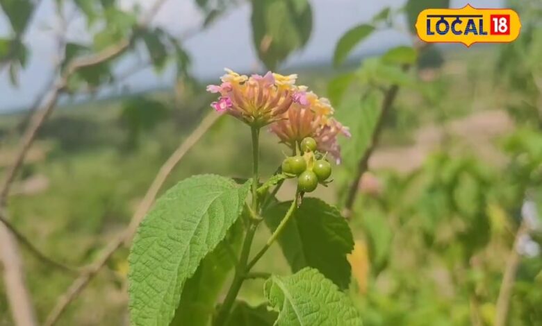 Health Benefits of Forest Basil plant How to consume Van Tulsi effective medicine for cold and respiratory problems