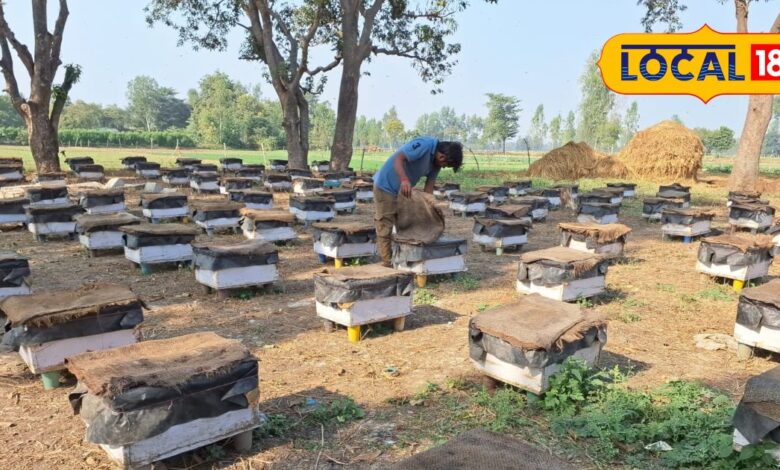 How to do 2000 boxes Beekeeping Honey Production vinegar earning Rs 35 lakh – News18 हिंदी