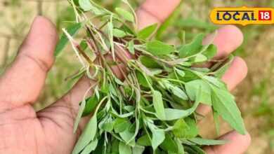 It has medicinal properties found in winter, is effective in many diseases. – News18 हिंदी