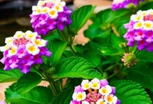 Lantana camara plant uses can heal wounds and fever sa – News18 हिंदी