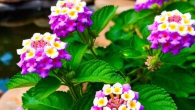 Lantana camara plant uses can heal wounds and fever sa – News18 हिंदी