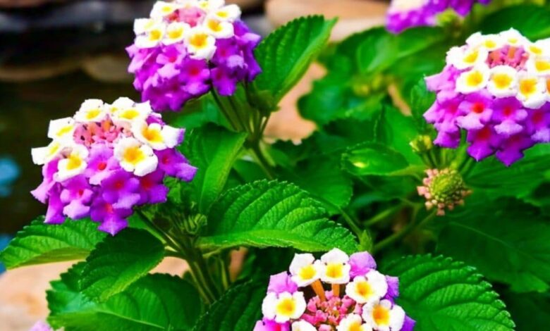 Lantana camara plant uses can heal wounds and fever sa – News18 हिंदी