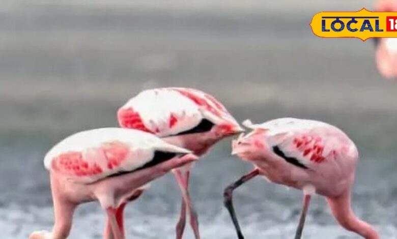 Migratory Bird news – News18 हिंदी