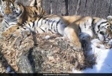 Siberian Tiger Travels 200 Km Across Russian Forest To Reunite With Former Mate