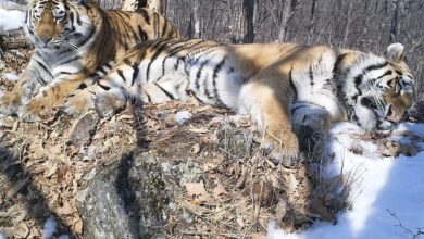 Siberian Tiger Travels 200 Km Across Russian Forest To Reunite With Former Mate