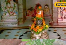 This plant is very dear to Lord Shiva, its wishes are fulfilled by offering it to Lord Shiva... Know its importance. – News18 हिंदी