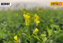 alwar weather news, mustard crop news