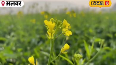 alwar weather news, mustard crop news