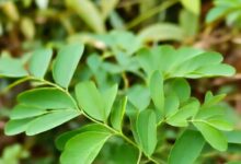 benefits moringa for hair growth and strengthen roots with its nutrition sa – News18 हिंदी