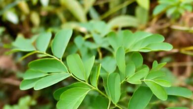 benefits moringa for hair growth and strengthen roots with its nutrition sa – News18 हिंदी