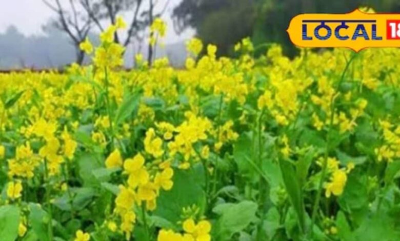 mustard greens benefits cholesterol immunity anti cancer properties sa – News18 हिंदी