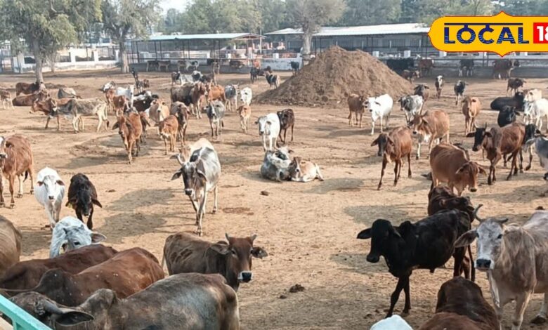 Cattle Rearing: कभी राजा को दान में थी जमीन, अब बनकर तैयार है बीकानेर की सबसे बड़ी गोशाला, साढ़े चार हजार गोवंशों की होती है सेवा