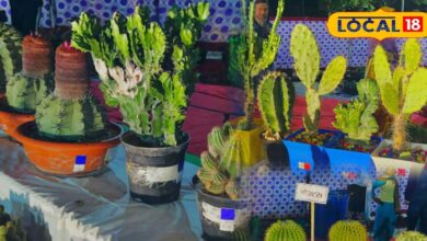 Unique world of cactus in Bharatpur Flower Show where more than 500 rare cactus whose price is up to lakho 