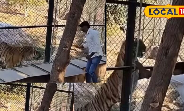 माचिया सफारी पार्क में टाइगर था बाडे़ में, फिर अचानक घुसे दो युवक, फिर जो हुआ...आप खुद ही देख लीजिए