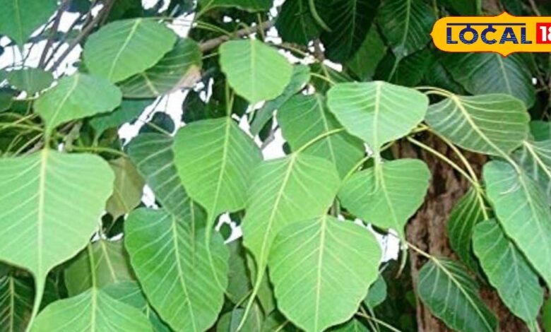 भगवान विष्णु का प्रतीक है यह पेड़, छिपा है औषधीय गुणों का खजाना, इन बीमारियों में है बेहद असरदार