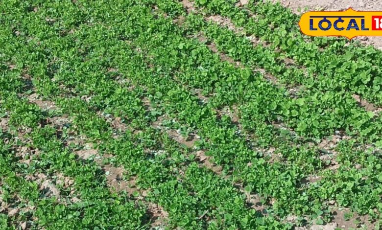 सरसों, मेथी, इसबगोल में लग गया है छाछिया रोग, इस पाउडर का करें छिड़काव, उत्पादन पर नहीं पड़ेगा असर