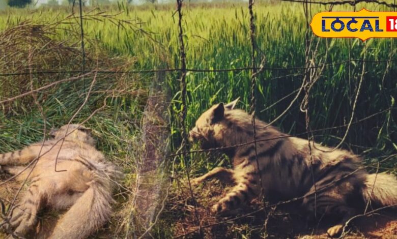 Panic spread in Hindaun area due to a jackal getting trapped in the fencing of a field.