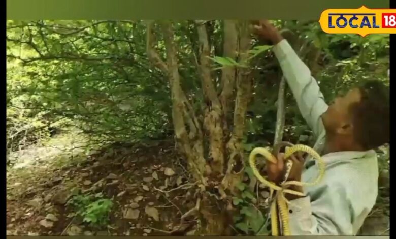 This man is a friend of snakes, he has caught more than 35000 snakes by risking his life.