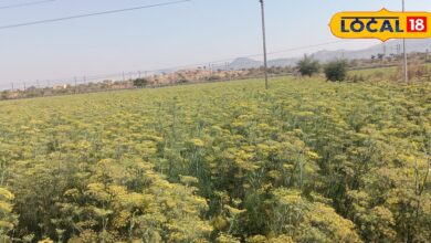 Fennel Farming: किसानों के लिए कुबेर का खजाना है ये फसल, कीमत जान कर हो जाएंगे हैरान, खेती के लिए इन बातों का ध्यान जरूरी