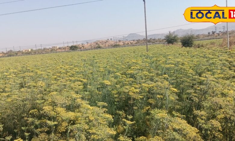 Fennel Farming: किसानों के लिए कुबेर का खजाना है ये फसल, कीमत जान कर हो जाएंगे हैरान, खेती के लिए इन बातों का ध्यान जरूरी