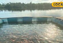 तालाब में मछली पालन पर सरकार दे रही लाखों की सब्सिडी, पोर्टल पर ऐसे करें आवेदन, यह लगेंगे कागजात