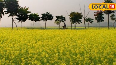 फसलों में बढ़ रहा चेपा कीट का खतरा, ऐसे करें नियंत्रण, मौसम के अनुसार इस तरह करें सिंचाई 