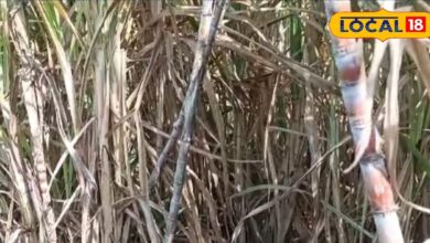 Sugarcane Farming: तोड़ेंगे नहीं तो छोड़ेंगे नहीं! किसान प्रभु राम ने बंजर रेतीले जमीन पर उगा दिया गन्ना, इलाके में पहली बार हुई खेती 