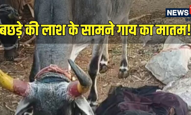 रात में बछड़े को निगल गया अजगर, फिर कर दी उल्टी, सुबह गाय को देख फट गया कलेजा!