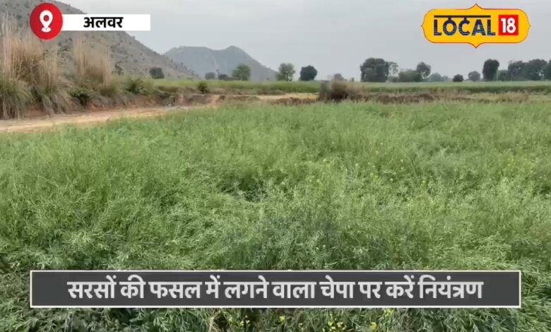 चेपा रोग का ऐसे करें रोकथाम, वरना फसल हो जाएगी बर्बाद
