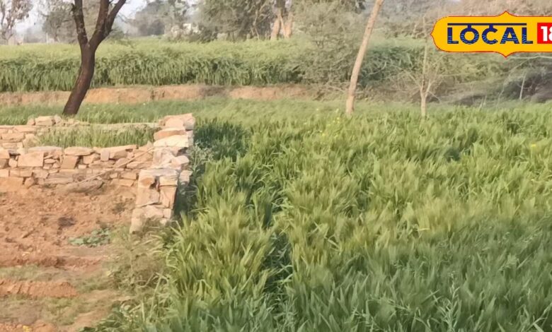 बढ़ते तापमान से गेहूं की फसल की छोड़िए चिंता..कीजिए ये उपाय, नहीं होगा नुकसान! साथ ही ई- गिरदावरी भी कराएं