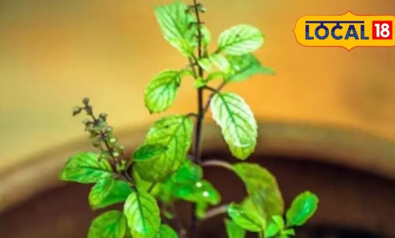 21 दिनों तक कर लें इस पत्ते का सेवन, पेट की दिक्कत, सांसों की बदबू, स्ट्रेस – सबका होगा इलाज!