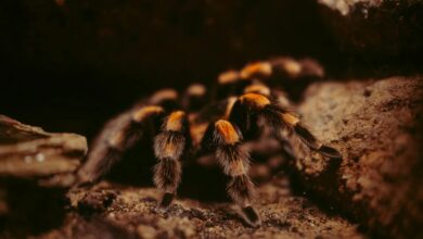 Iberia Flight Delayed After Pilot Bitten Mid-Flight By Stowaway Tarantula