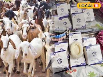 गॉट