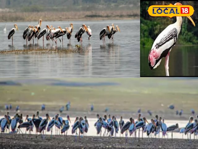जवाई क्षेत्र में आया एक खास विदेशी पक्षी, जो बना पर्यटकों के आकर्षण का केन्द्र