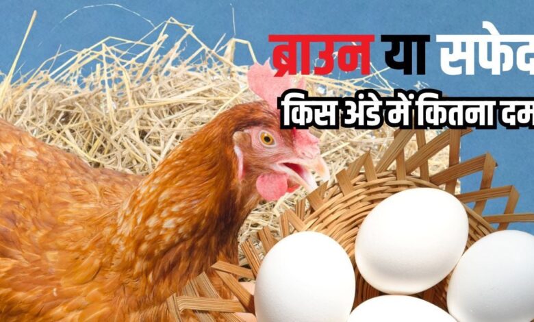 ब्राउन अंडे या सफेद अंडे: कौन सा है ज्यादा पौष्टिक? जानें सच्चाई