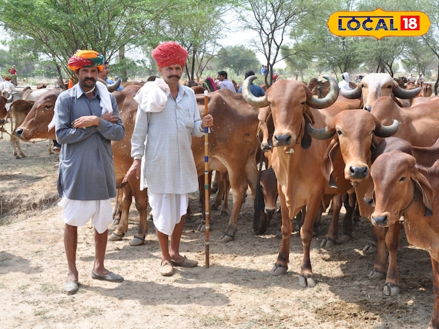 गोवंश को मिलेगा बाजरा व बेहतर सुविधाएं, बढ़ा 15 प्रतिशत अनुदान