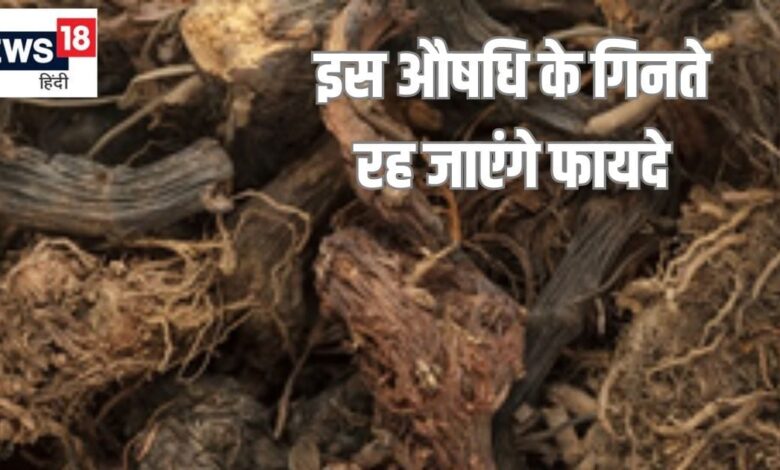 महादेव के प्रिय इस औषधीय जड़ी बूटी के गिनते रह जाएंगे फायदे, मिर्गी सांस की समस्याओं में वरदान, घातक रोग टेक दे इसके आगे घुटने