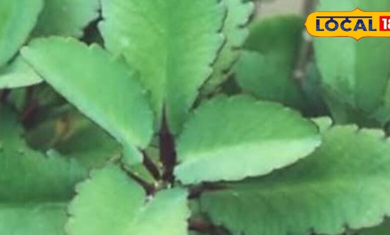 ये छोटा सा पौधा नहीं है मेडिकल स्टोर से कम, माइग्रेन, स्टोन को करता है खत्म!