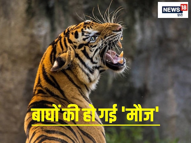 राजस्‍थान के बाघों के लिए दिल्‍ली से आया 'स्‍पेशल खाना', जानें क्या लाए हैं?