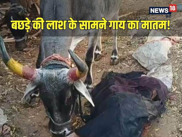 रात में बछड़े को निगल गया अजगर, फिर कर दी उल्टी, सुबह गाय को देख फट गया कलेजा!