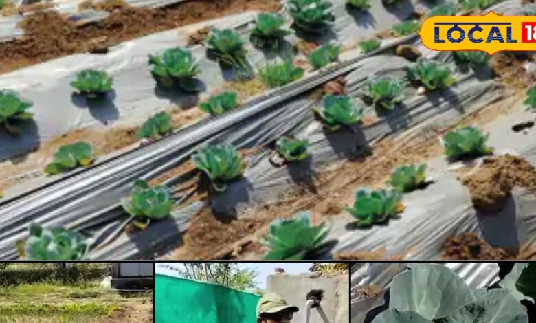 पाली के किसान राकेश ठकराल ने बंजर जमीन से कमाए 3 लाख रुपये